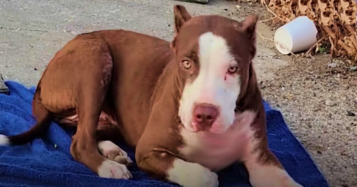 Dog Made Herself A Bed With Tattered Blanket And Lingered For A Lifeline