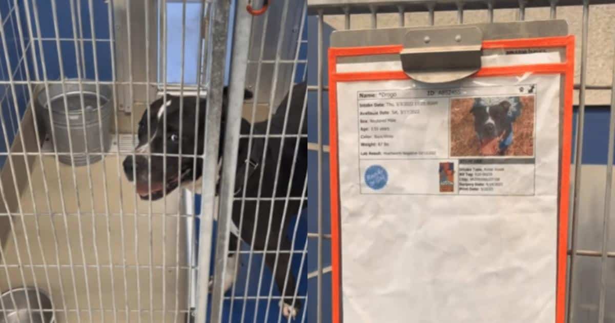 500 Days of Waiting for a Family—Then This Shelter Pup’s Heart Breaks
