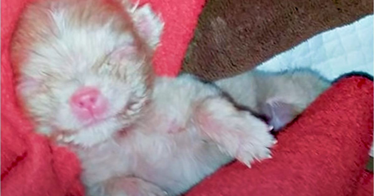 Breeder Couldn’t Profit From Tiny Albino Puppy So He Left Him On The Ground