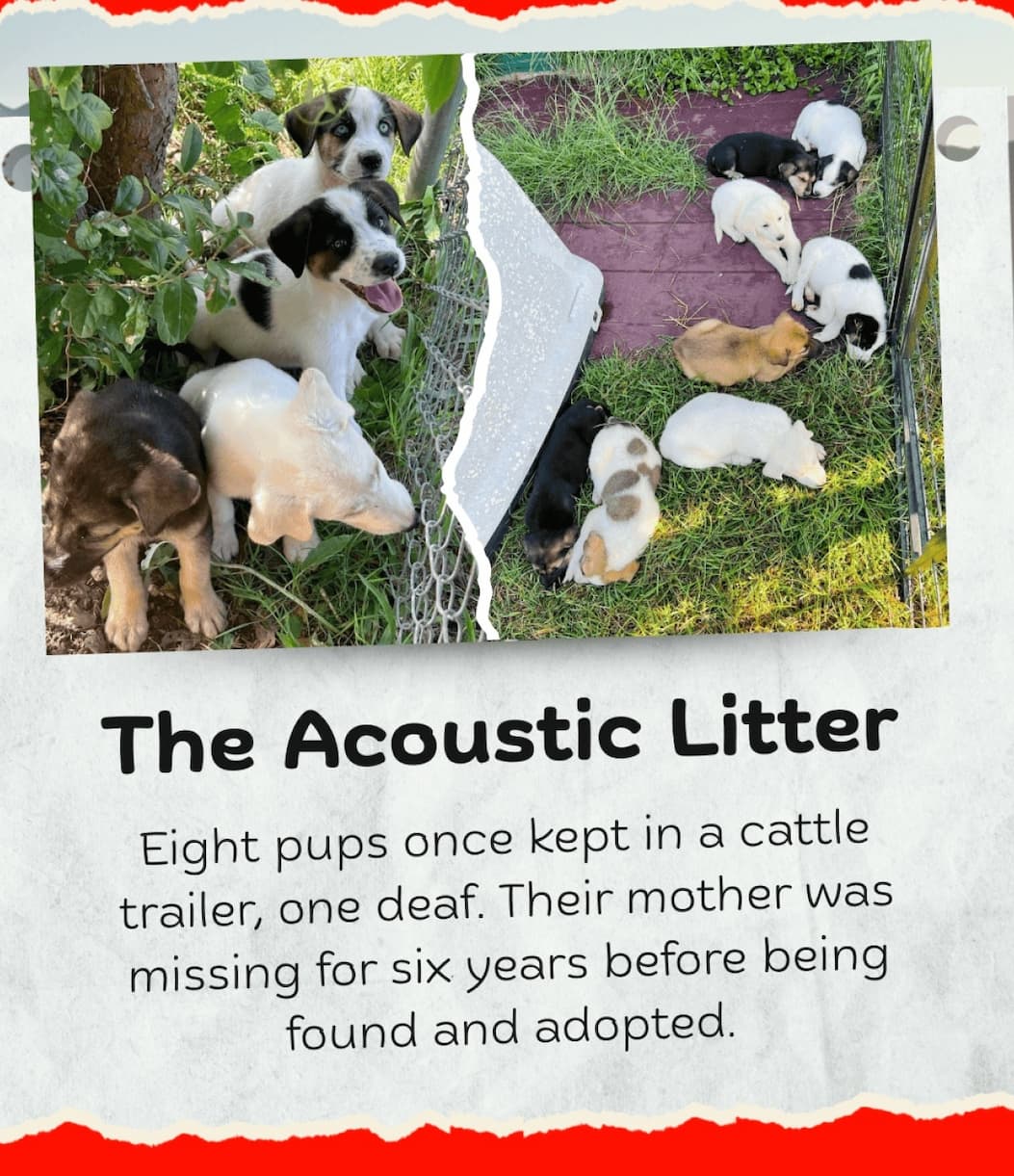 The Acoustic Litter - Eight pups once kept in a cattle trailer, one deaf. Their mother was missing for six years before being found and adopted.