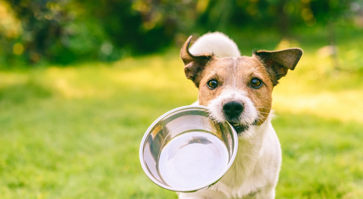 Is Freeze-Dried Dog Food Right For Your Dog? Get All The Facts!