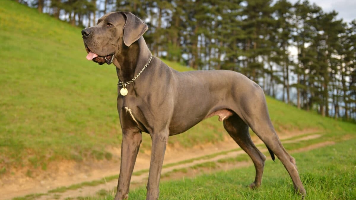 12 of The Top Dog Breeds Surging In Popularity