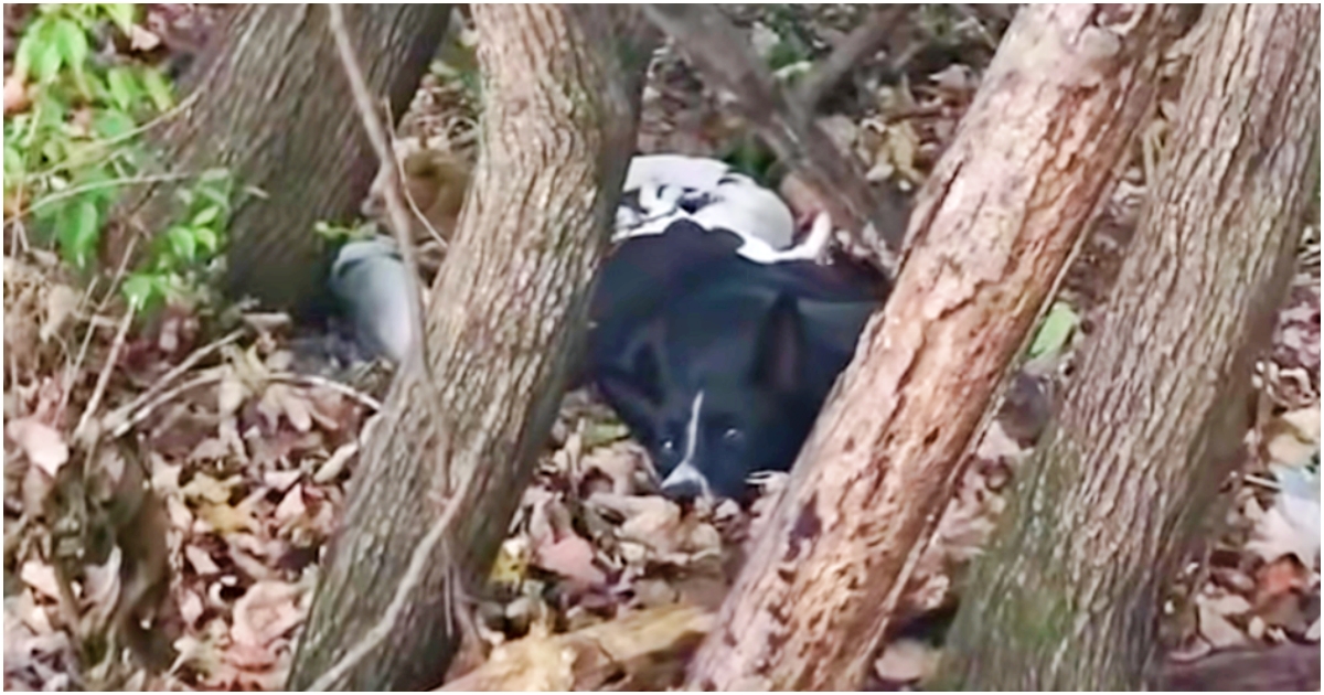 Dog Too Weak To Move In Woods, Concealed Gifts That Were Depleting Her