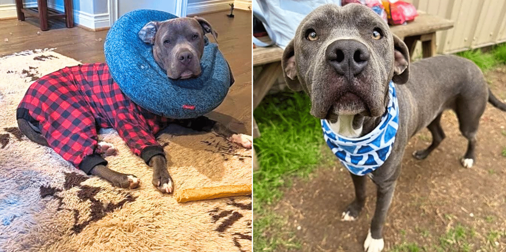 Help Alfie Walk Into His New Life, Pain-Free