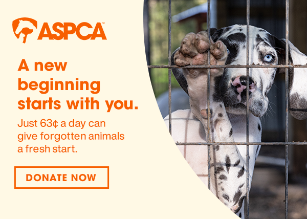 A new beginning starts with you. $0.63 a day can give animals a fresh start.