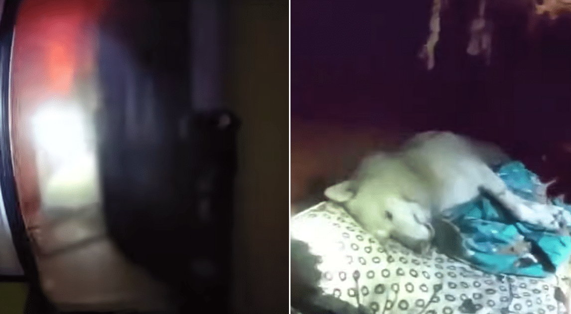 Officer Rushes Into Burning House to Save Family’s Pet