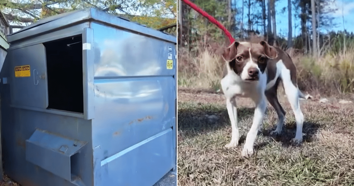 Dog Found in Zipped Suitcase And Dumpster, Sparks Criminal Investigation