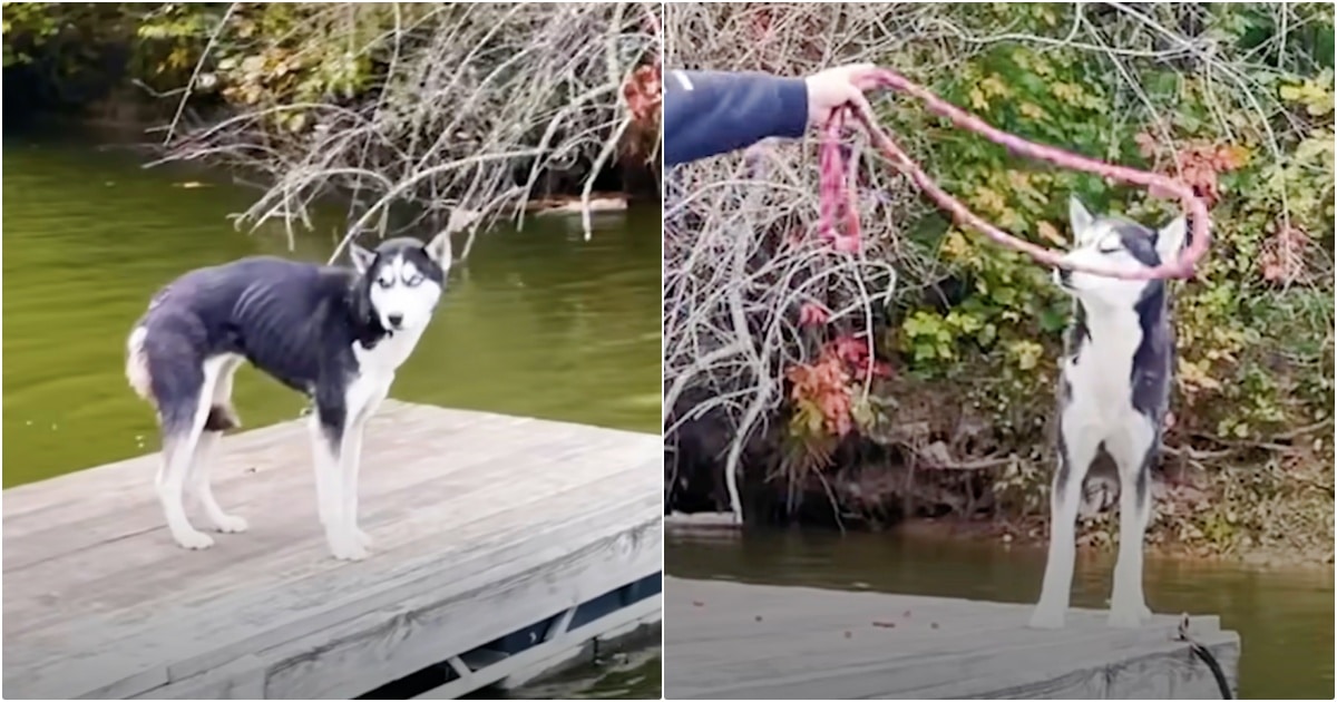Dog Edged Closer To Frigid Water When Rescuers Blocked Her Path