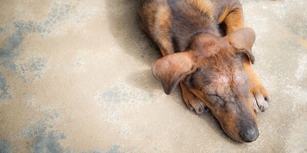 Tied Up, Starving, and Forgotten—These Dogs Deserved Better