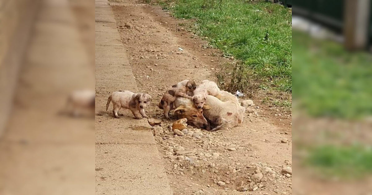 Injured Mama Dog Struggled To Help Her Babies Survive, But Then Rescuers Stepped In