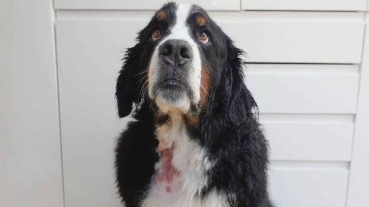 How To Spot And Treat A Hot Spot On Your Dog