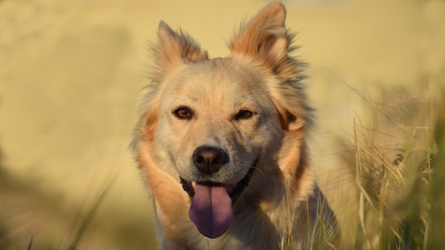 5 Ways Probiotics Can Help Your Dog