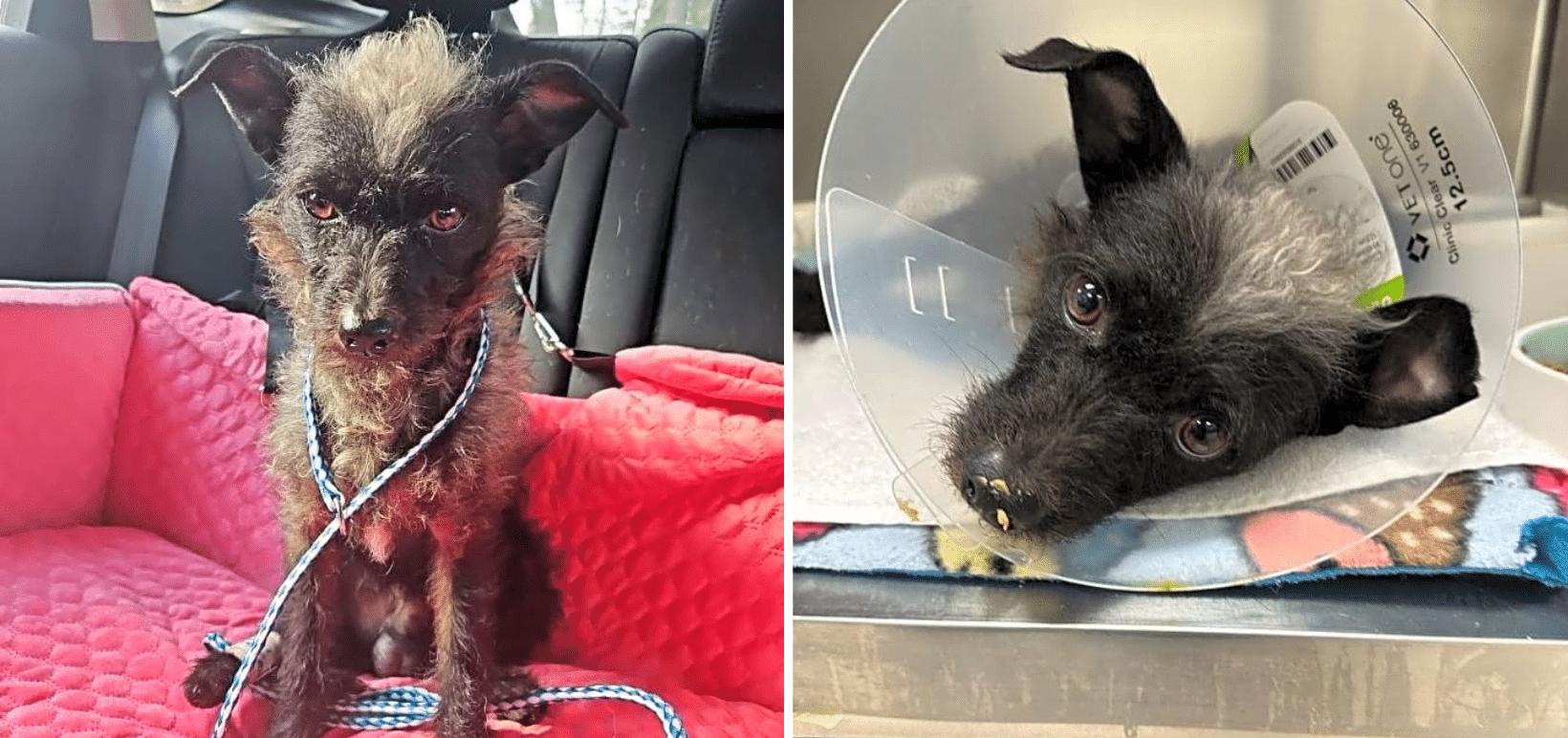 Pepe Needs Complex Surgery After A Car Shattered His Pelvis