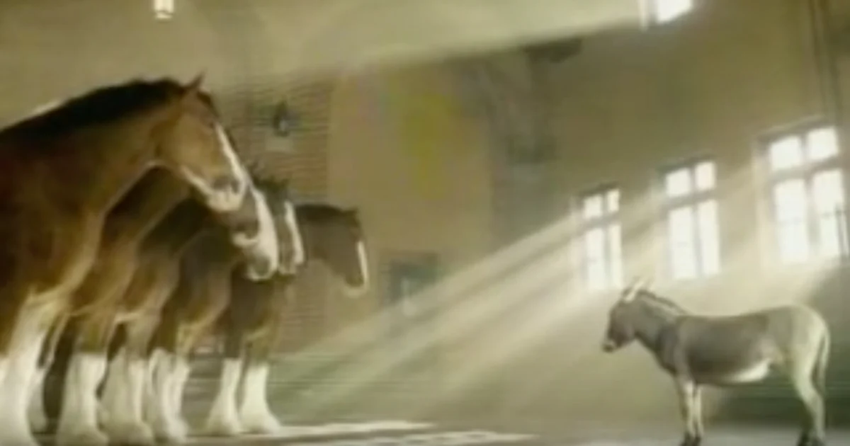 Little Donkey Stands Before The Clydesdales To Try And Fit In With His New Friends
