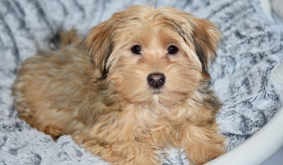 10 Dog Breeds That Are The Best At Cuddling On Rainy Days