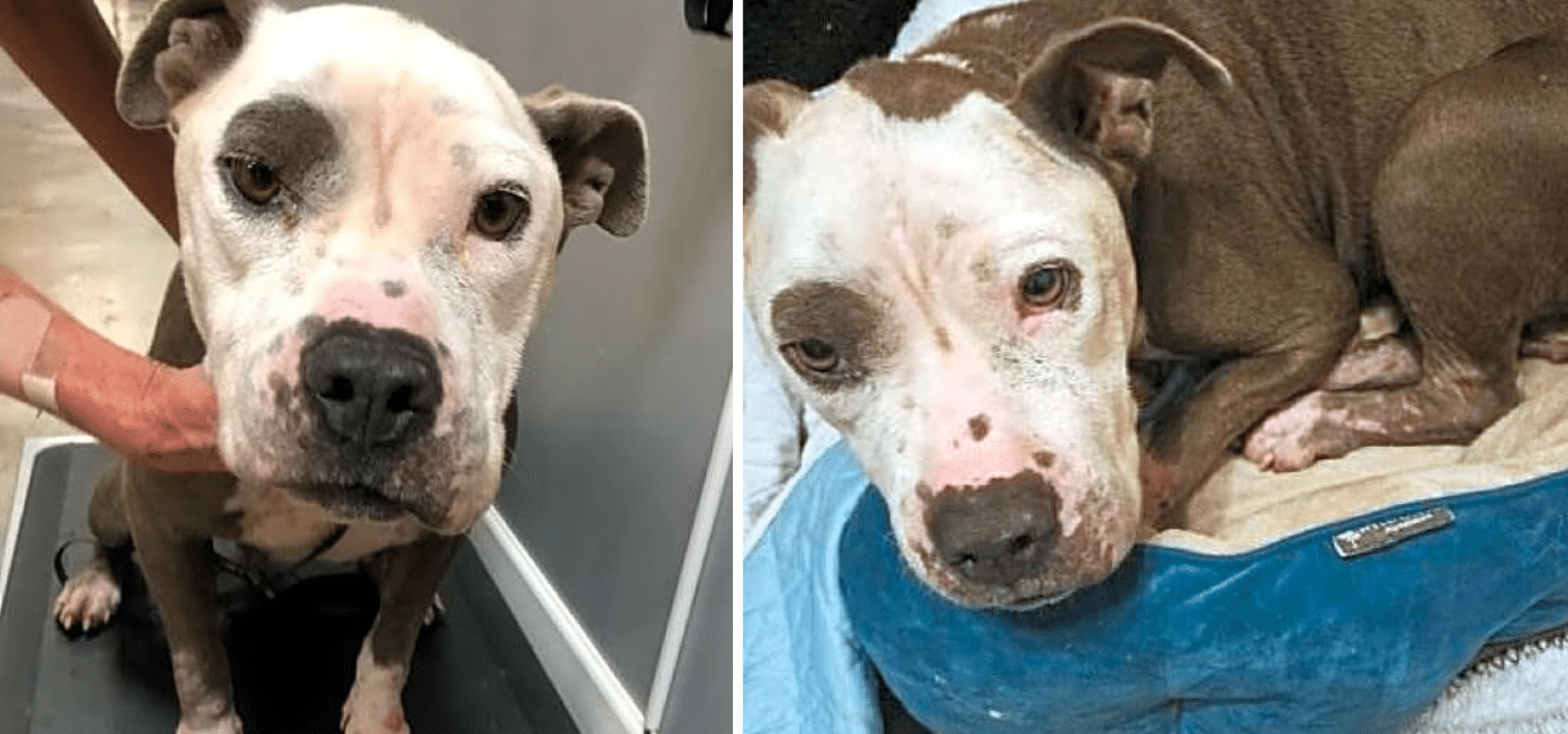 Rescued Pit Bull Battling Pneumonia & Painful Skin Needs Your Help