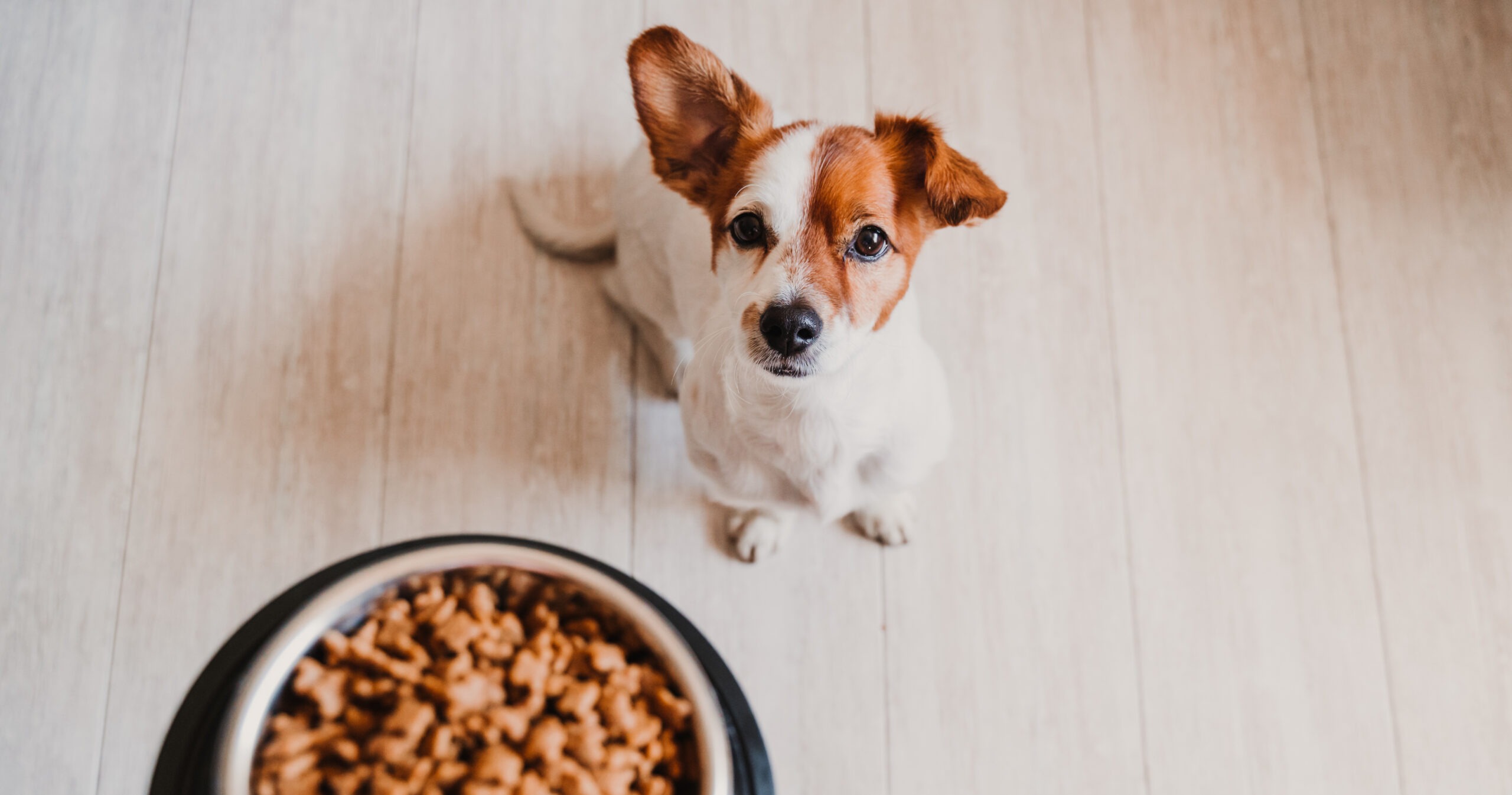 9 Best Dry Dog Foods
