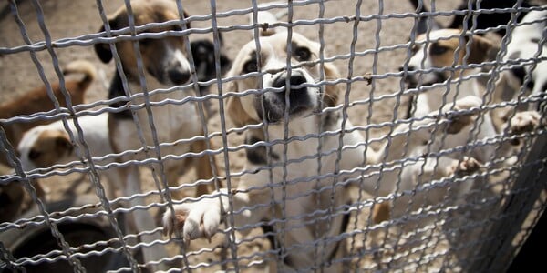 Woman Spent More Than 10 Years Abusing Animals