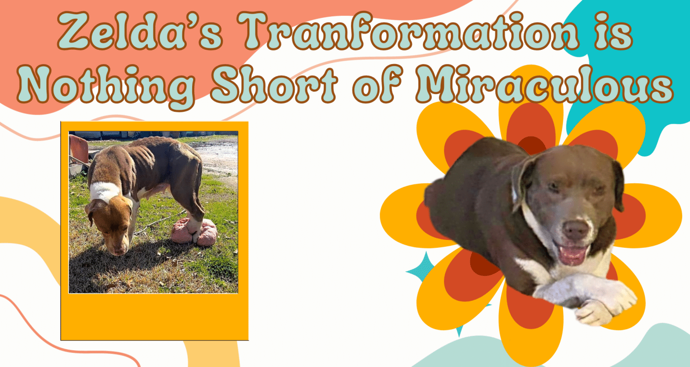 Zelda's Transformation is Nothing Short of Miraculous