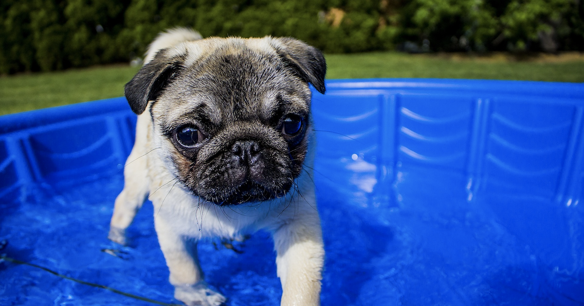 9 Best Dog Pools For A Hot Summer Day