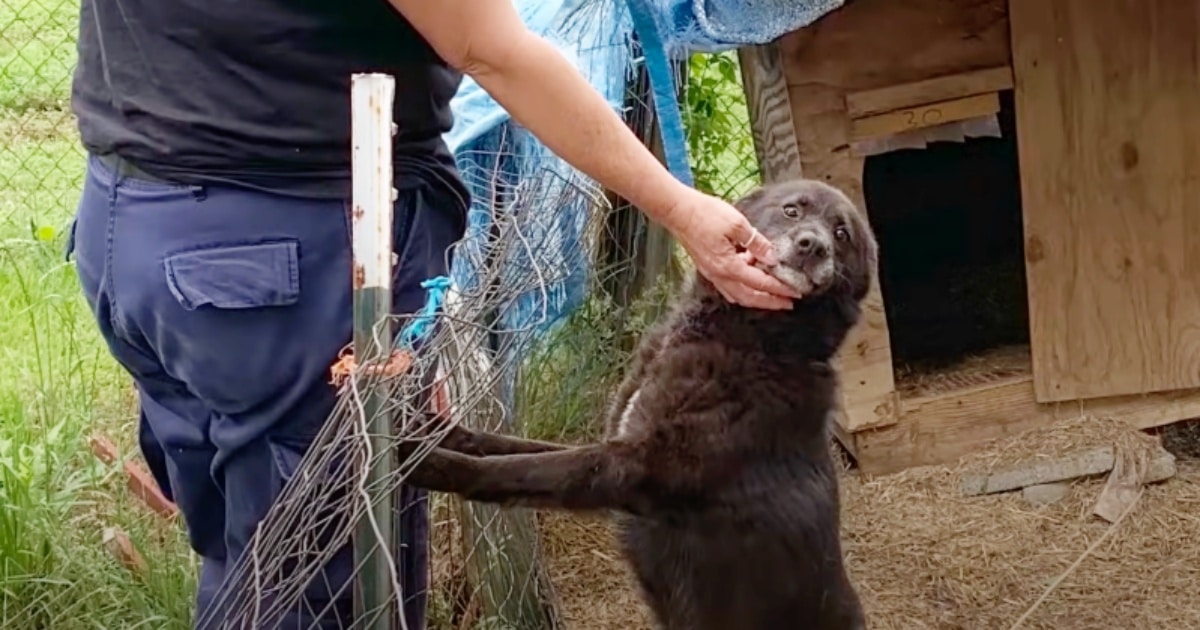 Dog ‘Bids Farewell’ To Patch Of Dirt He Was Confined To For A Decade
