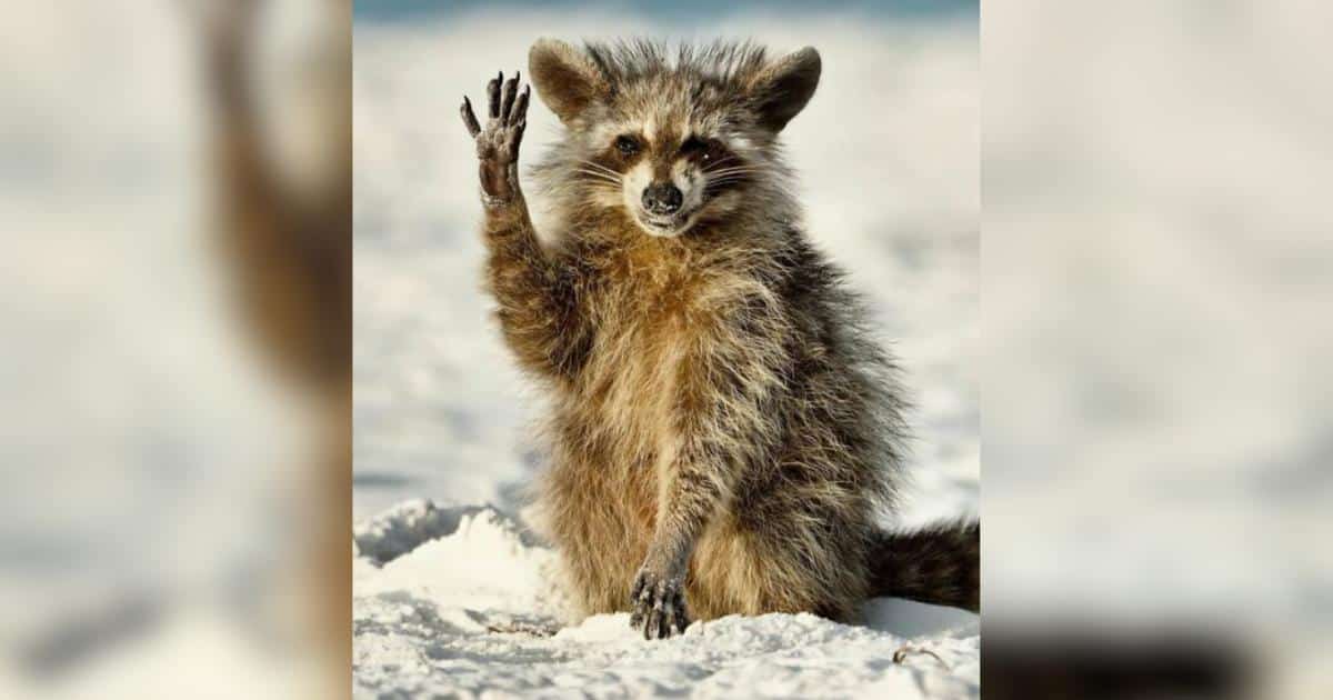 Check Out the Funniest Comedy Wildlife Award Photos of the Last Decade