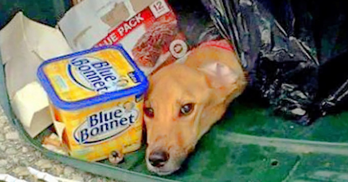 Trash Collector Deviated From His Route, Found Puppy In Overlooked Bin