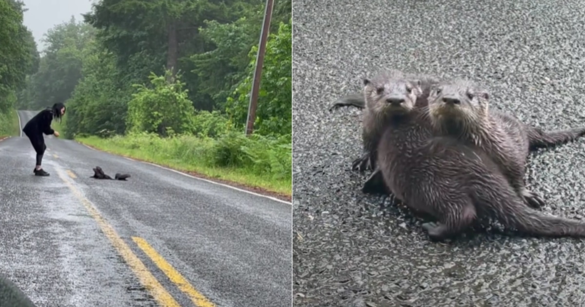 Couple Sees Something Weird on the Road, Then It Hits Them