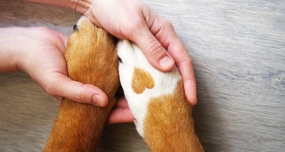 Pets Best vs. FIGO Pet Insurance: In-Depth Comparison