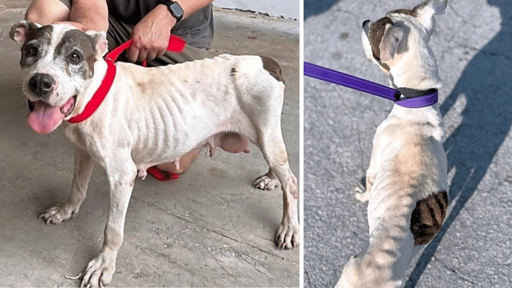 Emaciated Senior Amelia Was Abandoned With A Painful Tumor