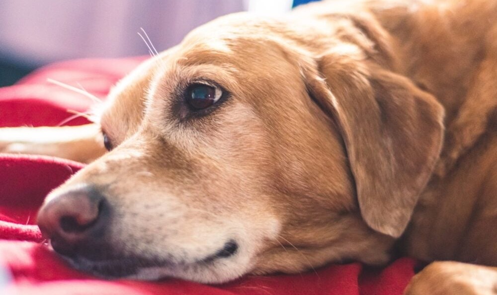 My dog was limping and in pain.Vet couldn't help. I found CBD and WOW.