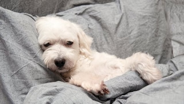 The Worst Toxic Foods For Dogs