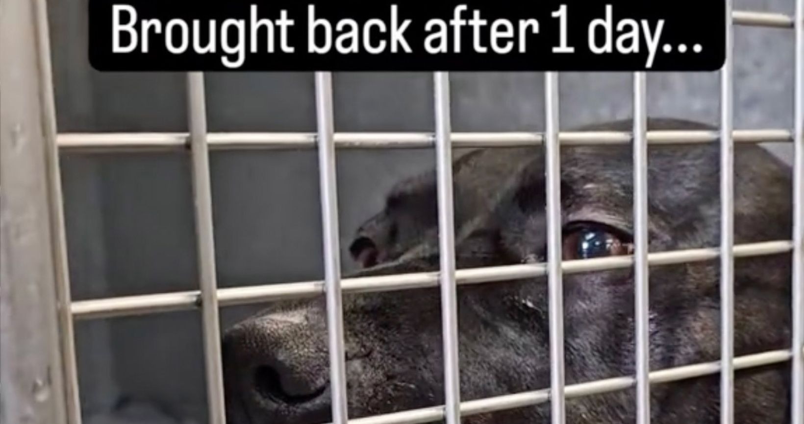 Dog Who Spent 900 Days in Shelter Returned After Being Adopted for Only 1 Day