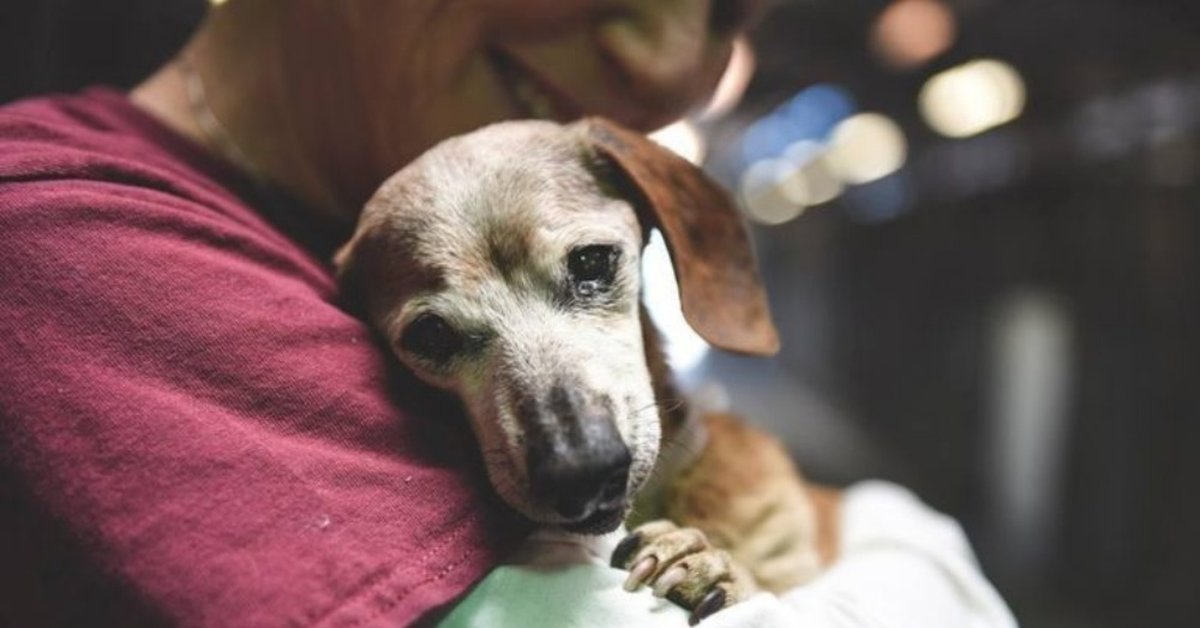 18-Yr-Old Blind Dachshund Was Dumped At Shelter, ‘Clings’ To First Person Who Showed Her Love