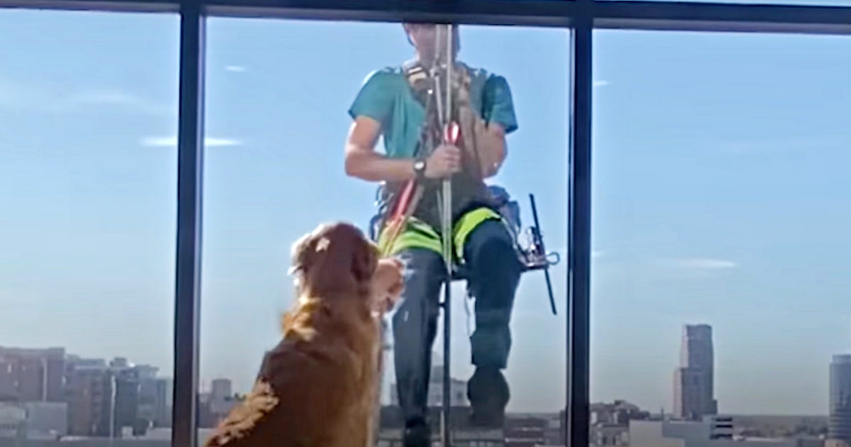 Dog Brings A Gift To Every Human He Sees, Even If They’re Not Real