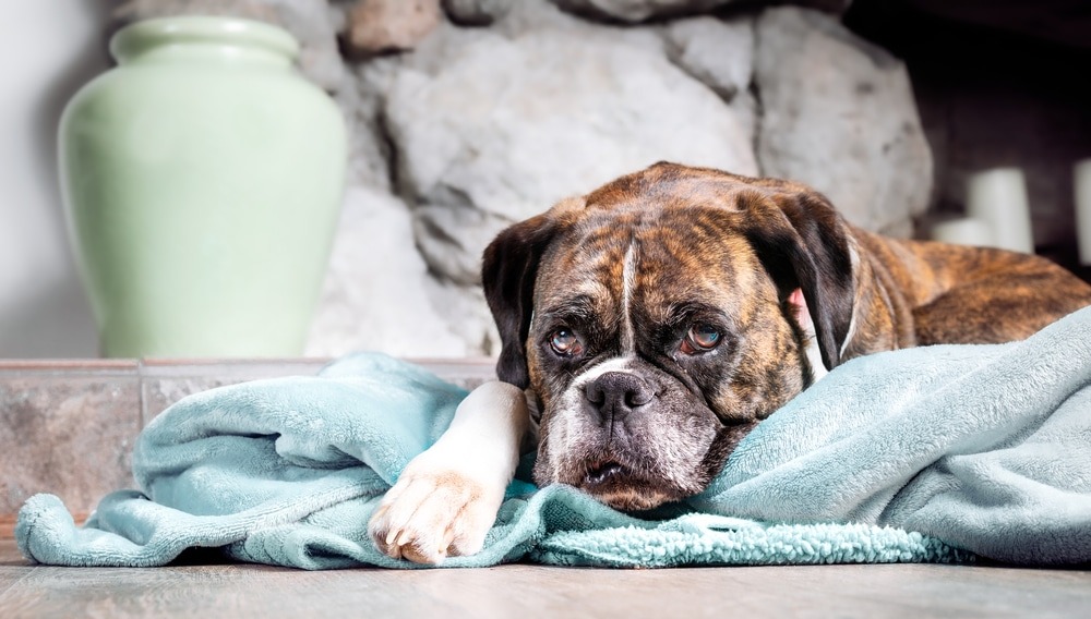 Pain Relief for Dogs That Vets Trust