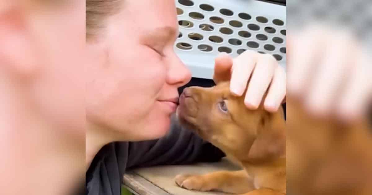 Rescuer Who’s Saved Over 1,000 Dogs Steps In to Save Pregnant Dog in Danger