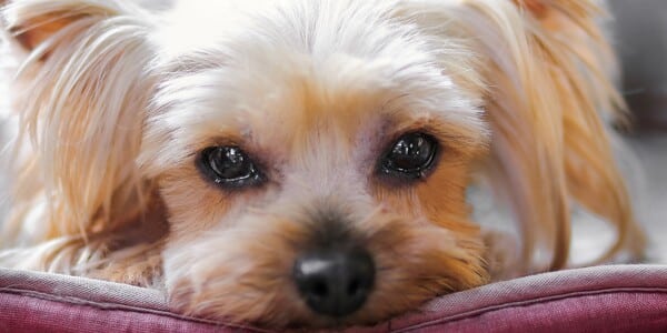 Dog Cried Out in Agony as Man Lashed Out