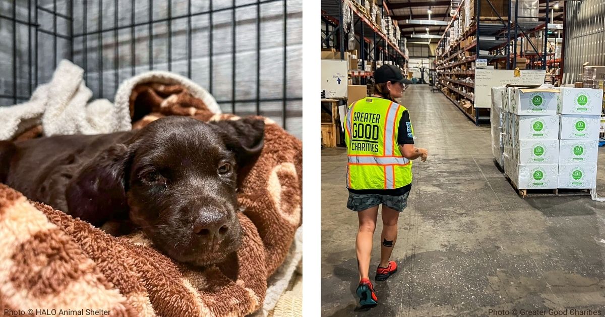 Dog rescued from hurricane looks into camera. GGC employee walks through warehouse filled with supplies.