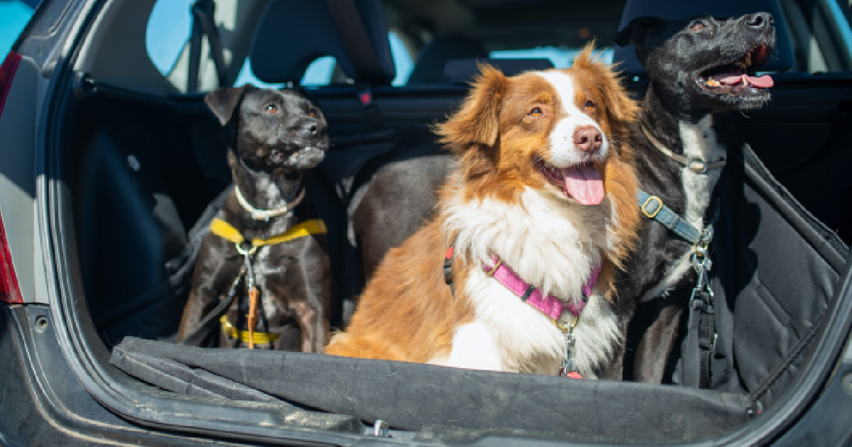 The 11 Best Dog Car Seat Covers To Protect Your Ride