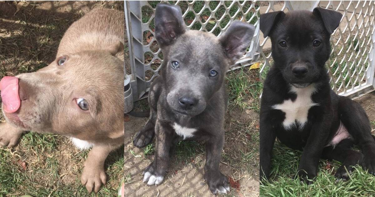 Your Support Allowed All Of These Cuties To Be Saved