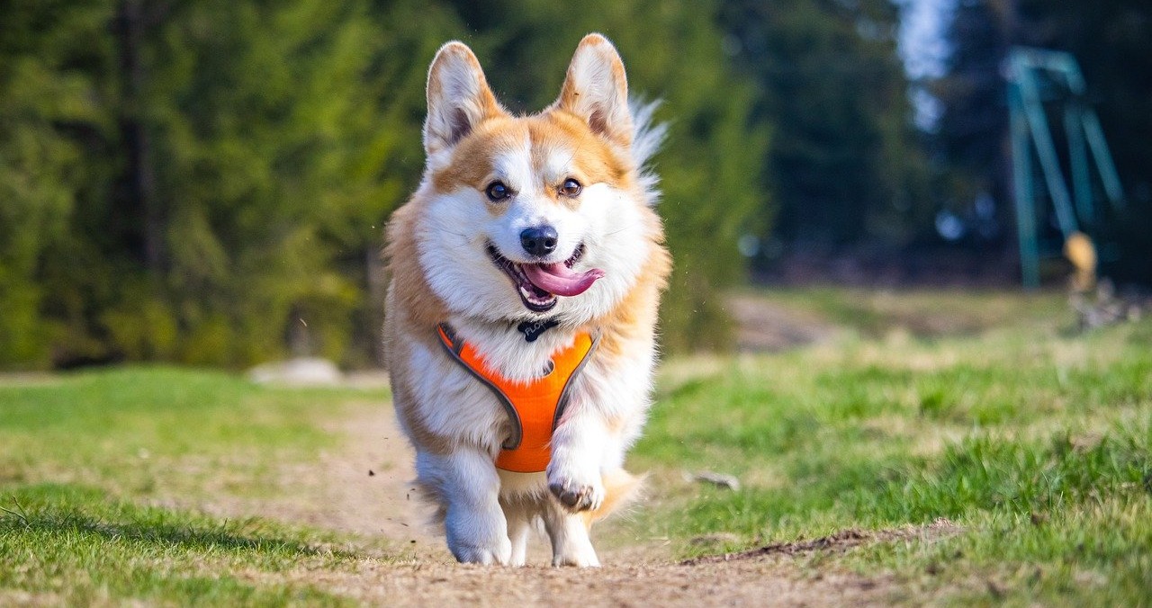 12 Most Intelligent Small Dog Breeds: We Countdown The Small Dogs With Big Brains