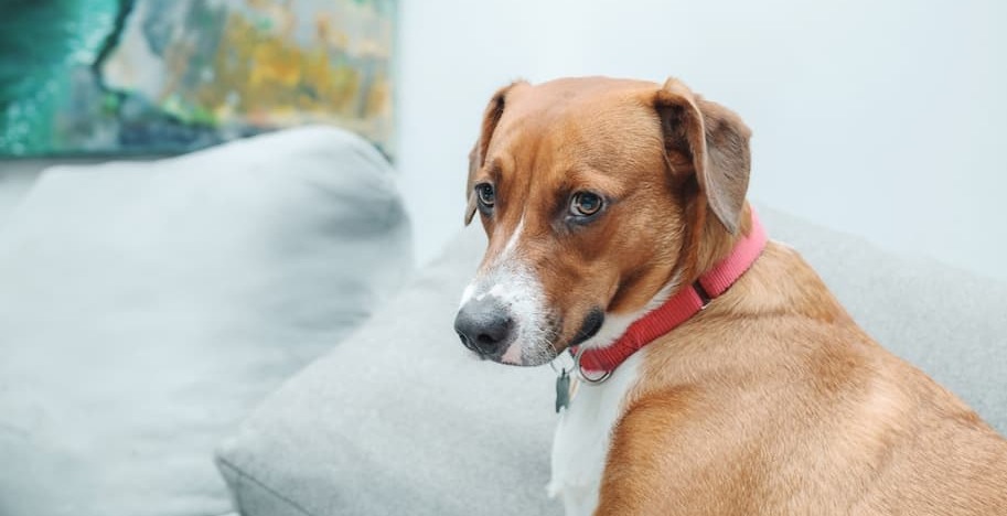 No, CBD Isn’t Weed & Won’t Get A Dog High. Here’s How It Could Help An Anxious or Arthritic Dog