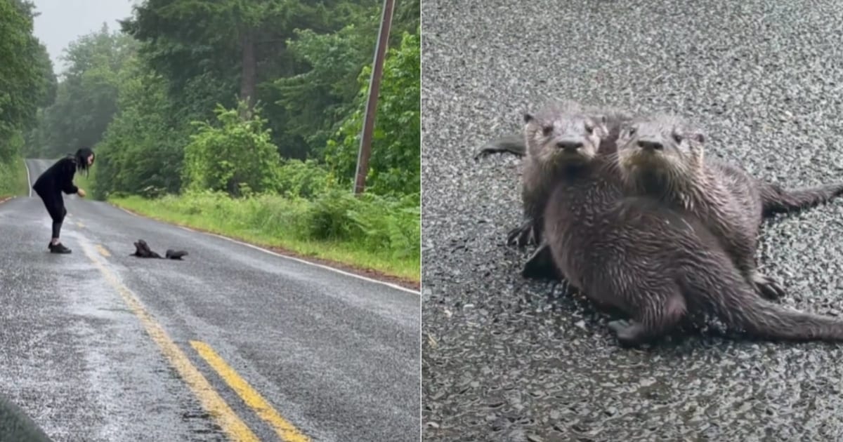 Woman Stopped Car To Rescue Three Baby Otters Stranded On Isolated Road