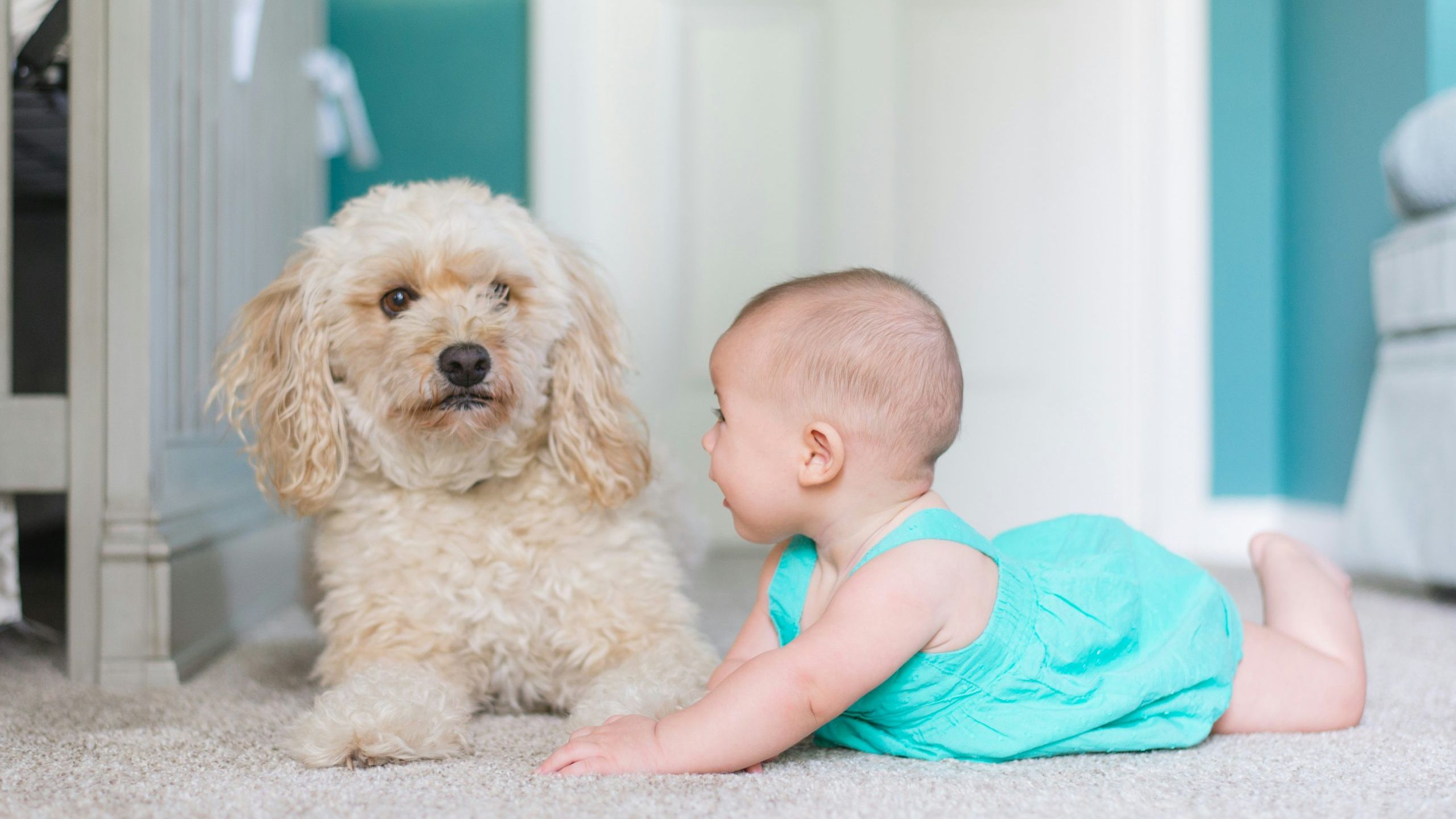 10 Dog Breeds That Are Amazingly Gentle with Kids