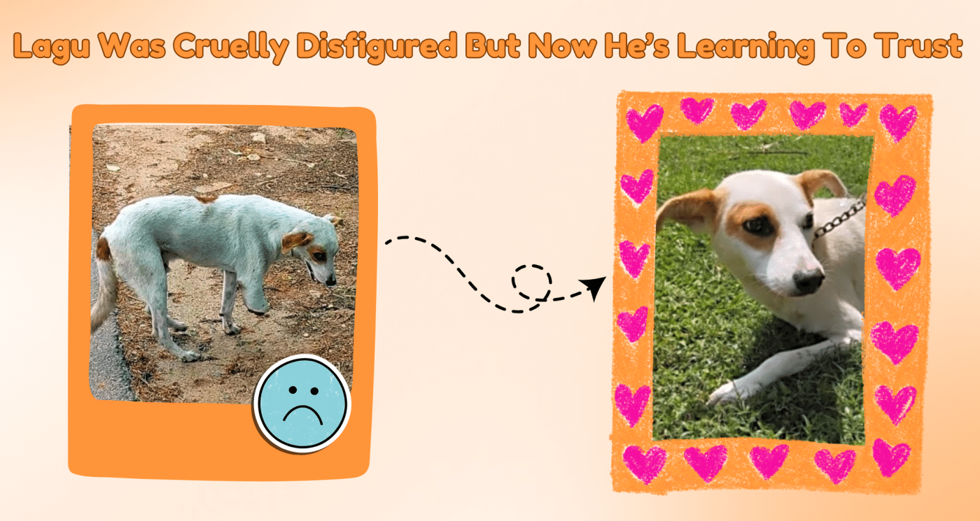Lagu Was Cruelly Disfigured But Now He's Learning To Trust