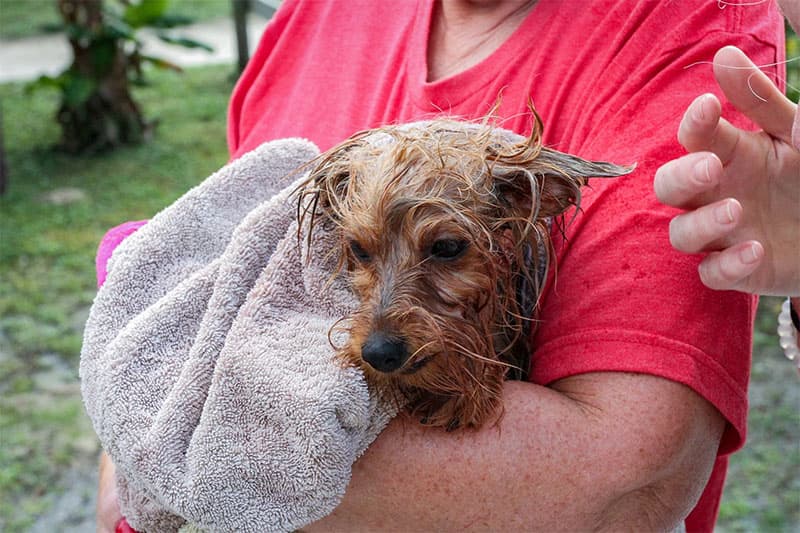 A wet dog wrapped in a towel, held in a person’s arms.