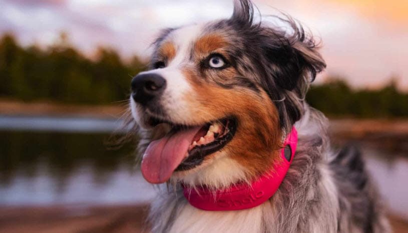 Next-Level GPS Safety and Training for Dogs