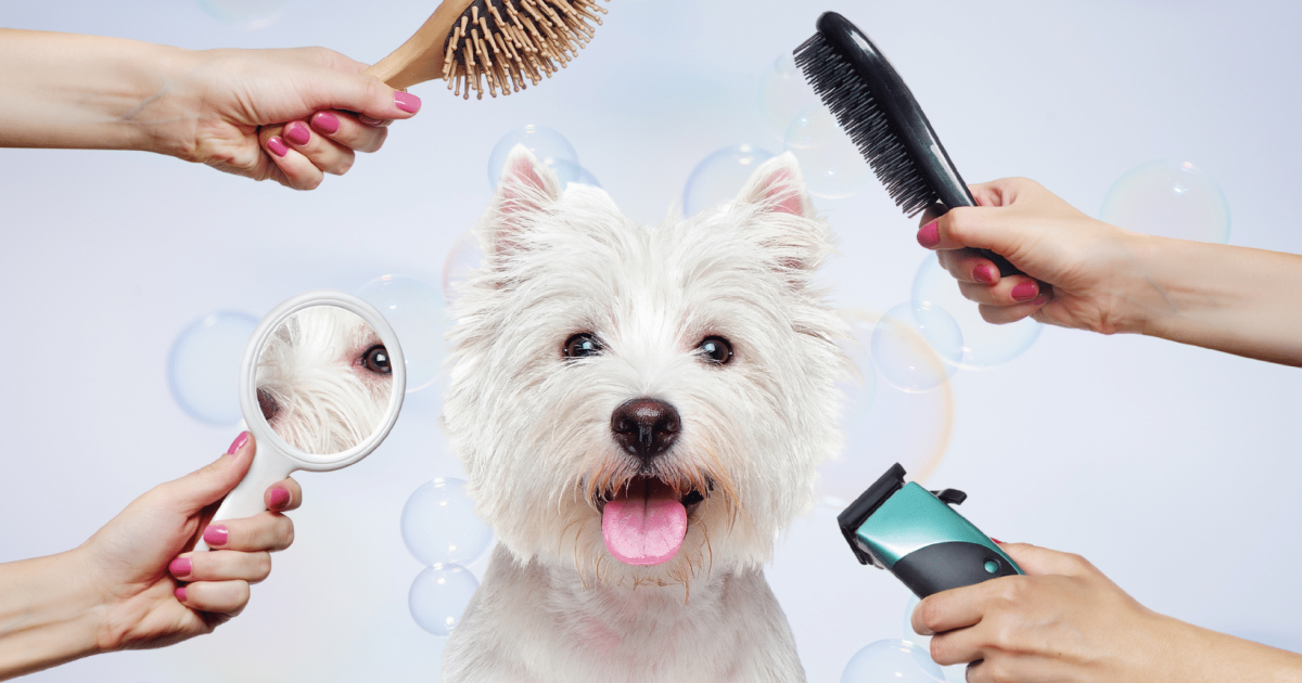 13 Game-Changing Dog Grooming Tools You Can Get on Amazon