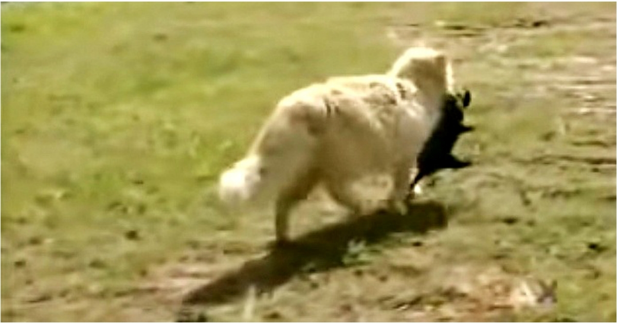 Cat ‘Sneaks’ In And Steals Puppies One-By-One, Dog Owner Quietly Trailed Behind Her